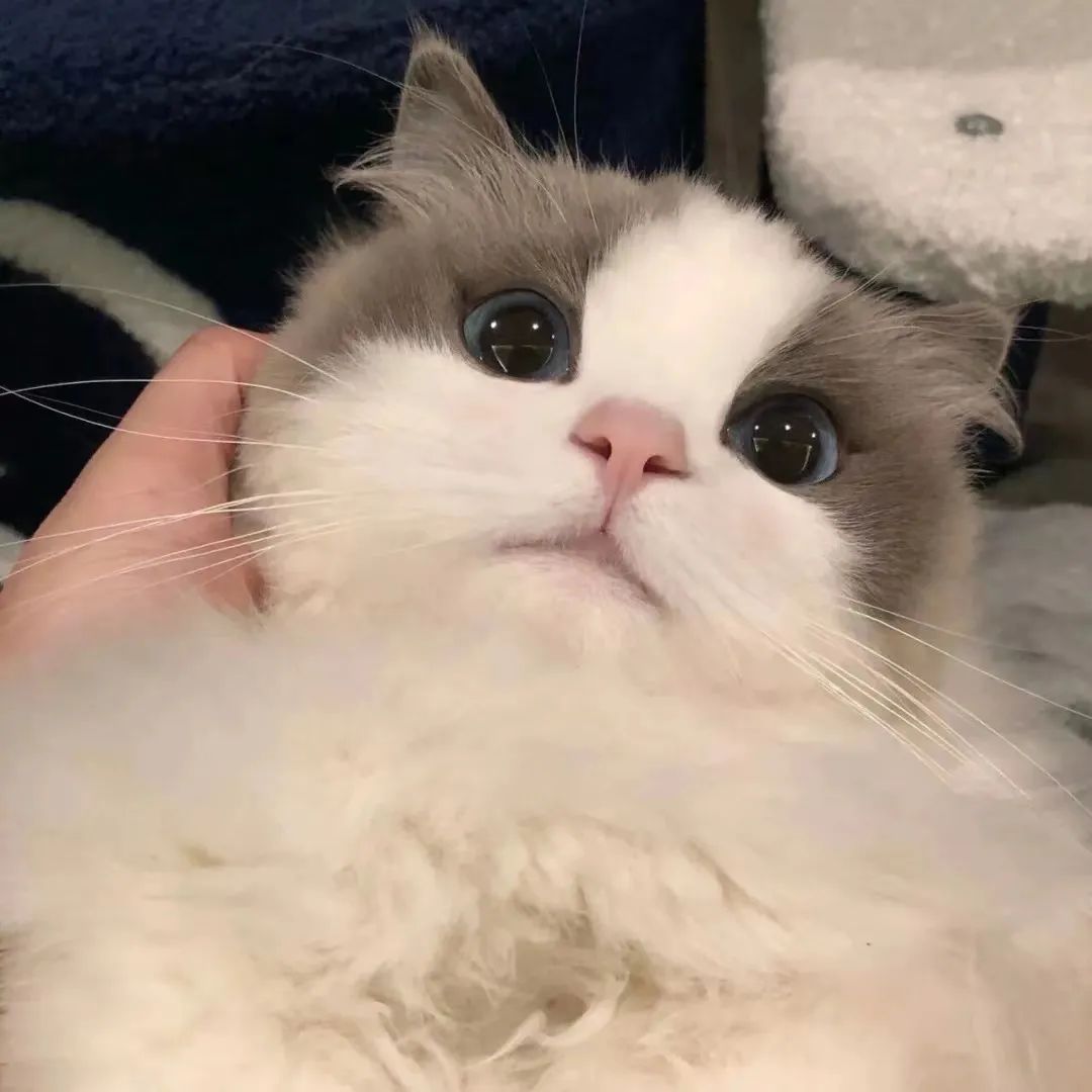 【头像】超好看的微信头像