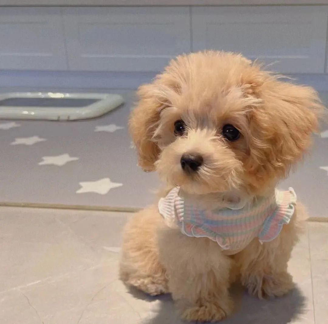 【头像】超好看的微信头像